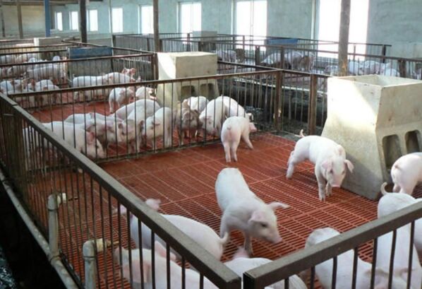 養(yǎng)殖場(chǎng)玻璃鋼格柵解決方案(圖2) 養(yǎng)殖場(chǎng)玻璃鋼格柵解決方案(圖2)